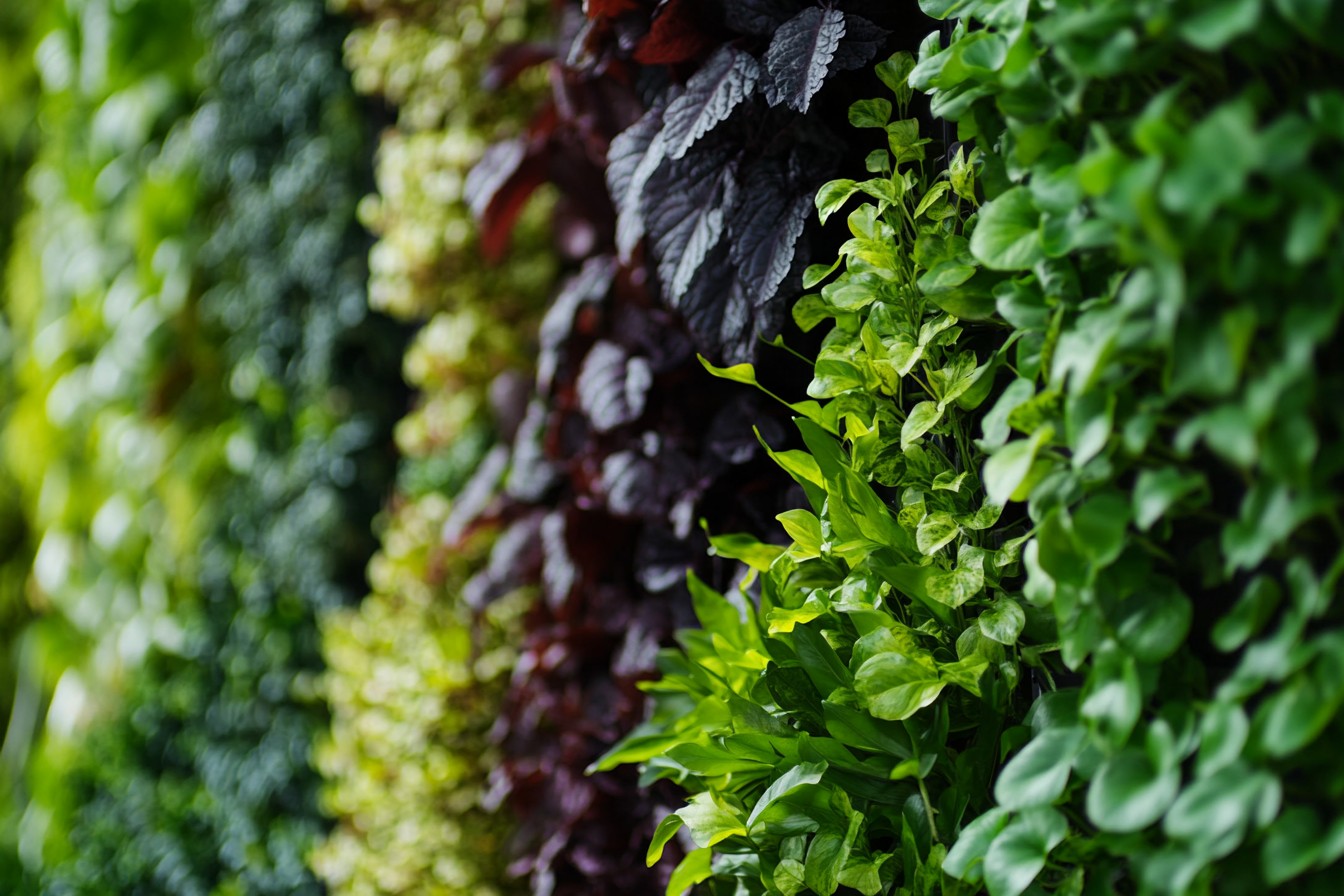 im1979_Creating_Shade-Tolerant_Vertical_Gardens._This_image_n_fac01996-9857-4d26-828e-3bf1af7d8e36_3