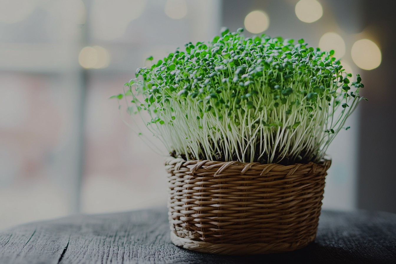 Maximize Your Microgreens: Urban Harvesting Tips