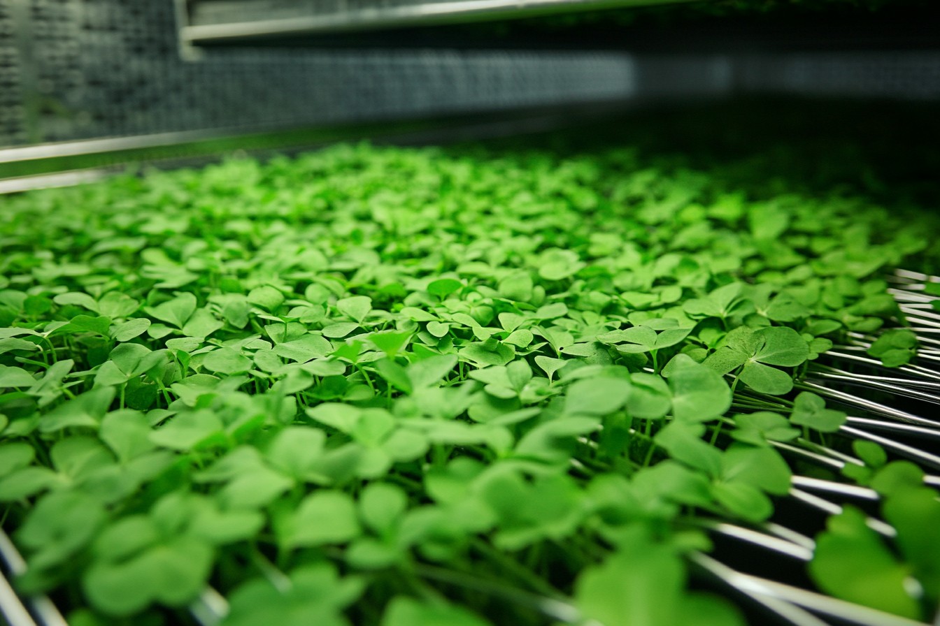 Urban Microgreens: Smart Harvest for Big Yields