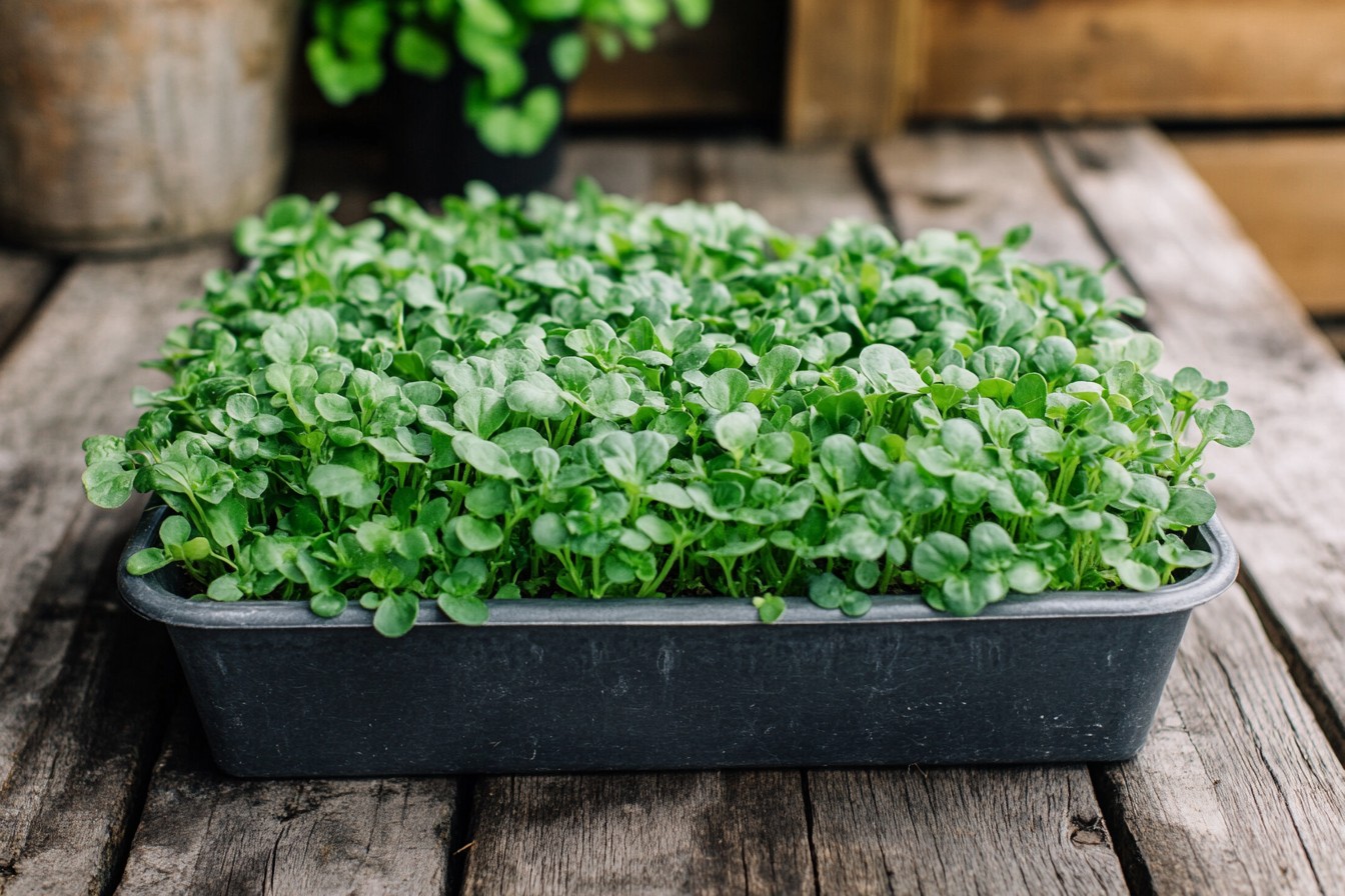 Boost your balcony garden with smart microgreens techniques! #Microgreens #UrbanGardening